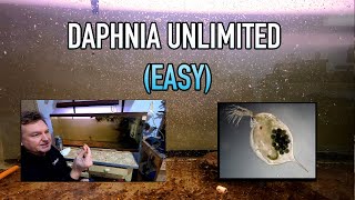 How I Raise Daphnia Water Fleas And You Can Too [upl. by Egarton151]