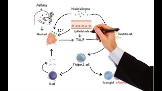 Pharmacology  DRUGS FOR ASTHMA AND COPD MADE EASY [upl. by Green]