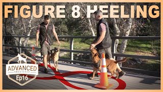 Figure 8 Heeling  Advanced Obedience Dog Training [upl. by Snow]