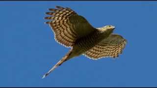 Sparrowhawk Bird Call Bird Song [upl. by Yesnil111]