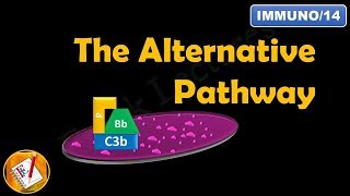 The Alternative Pathway  The Complement System Part II FLImmuno14 [upl. by Ross]