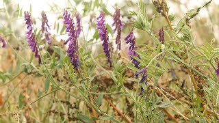 HAIRY VETCH Vicia villosa [upl. by Erastus432]