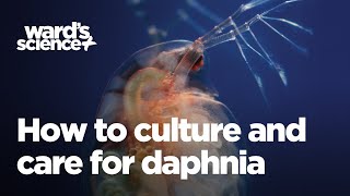 Caring and Culturing for Daphnia [upl. by Wunder]