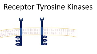 Receptor Tyrosine Kinases  RTK [upl. by Nomael]