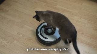 Cat shows HOW TO use iRobot Roomba Vacuum [upl. by Artnoed]