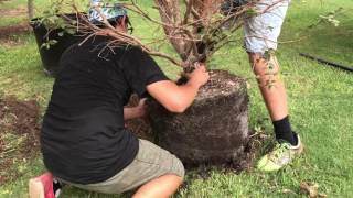 Planting a 25 gallon Jaboticaba Tree [upl. by Lyda227]