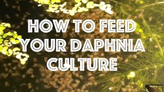 How To Feed Your Daphnia Culture [upl. by Niggem]