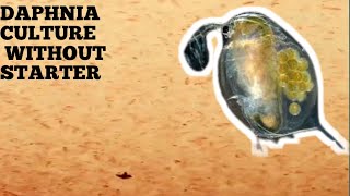 HOW TO CULTURE DAPHNIA NATURALLY WITHOUT A STARTER [upl. by Adnalu]