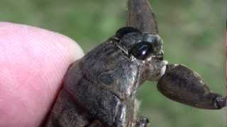 Giant Water Bug Belostomatidae Lethocerus americanus Closeup of Head and Mouth [upl. by Elsworth]