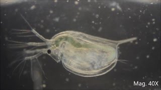 Daphnia magna under the Microscope [upl. by Minta]