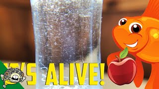 How to culture Vinegar Eels The EASY Way Live Fish Food [upl. by Corty]