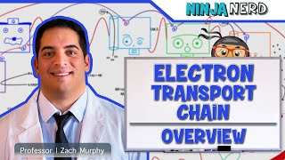 Metabolism  Electron Transport Chain Overview [upl. by Everrs475]