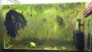 Scuds Daphnia Cherry Shrimp Copepods My aquatic food culture [upl. by Irrab]