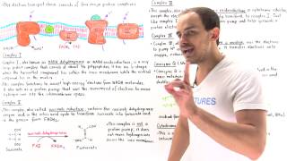 Introduction to Electron Transport Chain [upl. by Yliah]