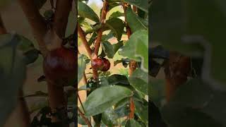 Jaboticaba Escarlate  Rare fruit  Aadhya Organic Farm Nursery  9290909559 [upl. by Eustacia]