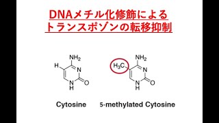 6 DNAメチル化修飾によるトランスポゾンの転移抑制 [upl. by Atterys]