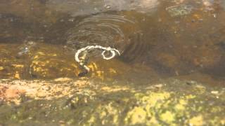 Giant water bug attacks and kills a snake [upl. by Masha]