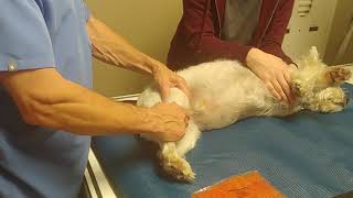 AtHome Therapy Knee Small Dog [upl. by Ahtnamas]