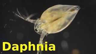 Daphnia [upl. by Trebla]