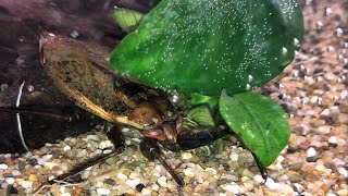 Lethocerus africanus feeding [upl. by Suisyola930]