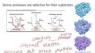 Enzymes Serine Proteases Dr Terrell [upl. by Koo370]