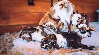 the SWEETEST bond Willows labor amp delivery  miniature goat birth [upl. by Dulcea]