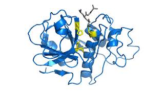 Cysteine protease  Wikipedia audio article [upl. by Eiderf]