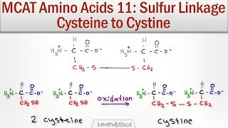 Disulfide Bridge Formation Cysteine to Cystine [upl. by Picker]