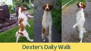 Dexter DOG WALKING ON TWO LEGS Daily Walk [upl. by Celeski]