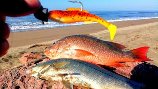 PESCA DE PLAYA  Pescando ROBALOS Y PARGOS de orilla [upl. by Ragland738]