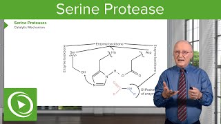 Serine Protease Background amp Catalytic Mechanism – Biochemistry  Lecturio [upl. by Fassold]