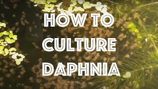 How To Culture Daphnia Magna [upl. by Ignazio750]