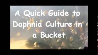 How to culture daphnia outside [upl. by Gawlas]