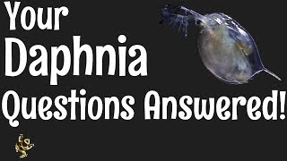 Daphnia Questions Answered [upl. by Alexandra426]