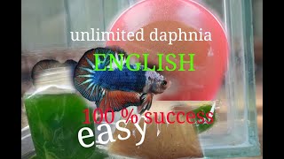 daphnia moina culture Easy way Unlimited production English  with sub Green water Chlorella [upl. by Fernandes]