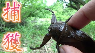 タガメの生息地で有名なだけあって、マジでいた！！【Lethocerus deyrollei】 [upl. by Chitkara]