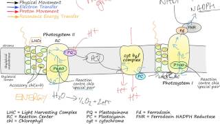 Photosynthetic Electron Transport [upl. by Alilahk854]