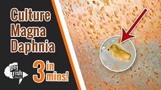 How to culture DAPHNIA MAGNA  The easy way [upl. by Huskamp]