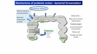 Prebiotic foods to try for better gut health [upl. by Neona]