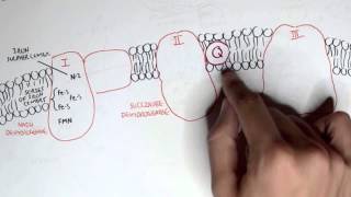 PART I  Oxidative Phosphorylation Electron Transport Chain [upl. by Zadoc163]