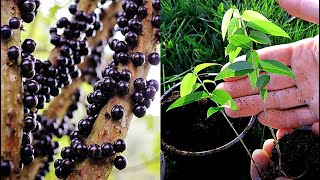 Growing Jabuticaba Brazilian Tree Grape from Seed  0  150 Days [upl. by Kunz750]