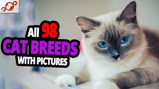 🐈 All Cat Breeds AZ With Pictures all 98 breeds in the world [upl. by Toolis997]