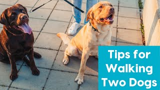 Tips for Walking Two Dogs [upl. by Gregson309]