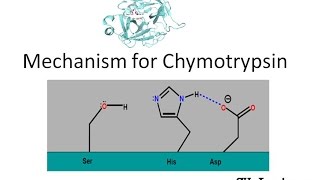 Mechanism of Chymotrypsin [upl. by Anaela566]