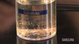 How to Care for Daphnia [upl. by Dena]