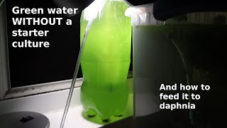 Green Water WITHOUT a Starter Culture  From Scratch  How To [upl. by Babara]