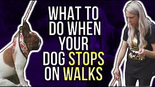 WHAT TO DO WHEN YOUR DOG STOPS ON WALKS [upl. by Dlorag77]