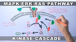 MAPKERK Signaling Pathway [upl. by Nalim]