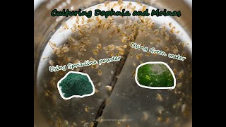 How To Culture Daphnia and Moinas using Green Water Spirulina powder [upl. by Imim]