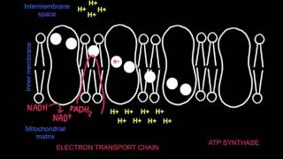 82 Electron Transport Chain and Chemiosmosis [upl. by Umeh]